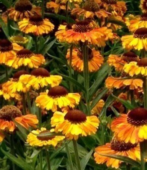 Helenium Short 'n' Sassy 5 Litre