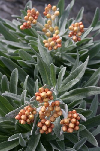 Helichrysum 'Amber Cluster' 2 Litre
