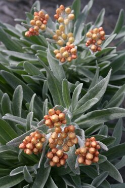 Helichrysum 'Amber Cluster' 2 Litre