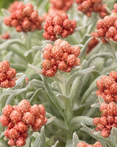 Helichrysum 'Ember Glow' 2 Litre