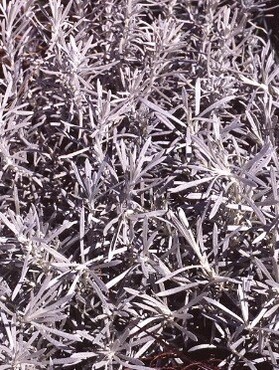 Helichrysum Korma 3 Litre
