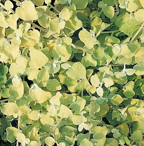 Helichrysum petiolare Gold 10.5cm