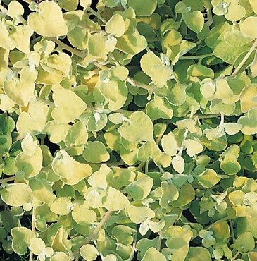 Helichrysum petiolare Gold 10.5cm