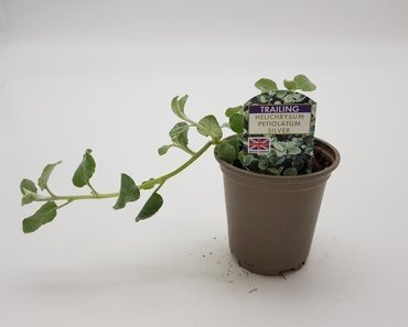 Helichrysum petiolare Silver 10.5cm - image 2