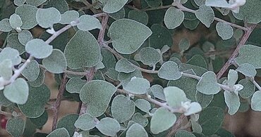 Helichrysum Silver 10.5cm