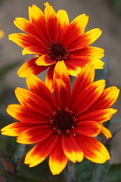 Heliopsis Sparkling Contrast 3 Litre
