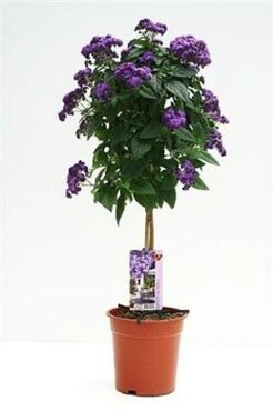 Heliotropium Standard 19cm
