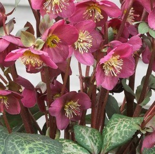 Hellebore Anna's Red 2 litre