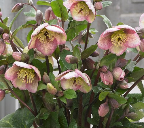 Hellebore Baylis Blush 2 Litre