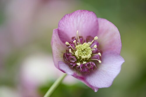 Hellebore Beaming Blush 2 Litre