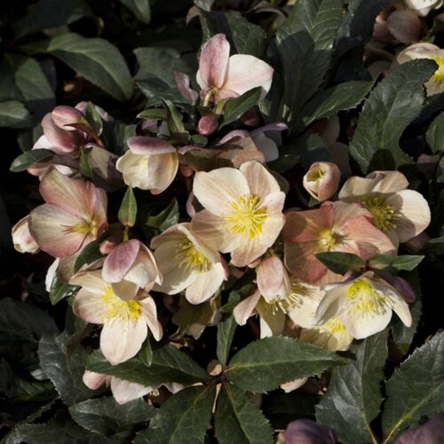 Hellebore Camelot 1.5 Litre