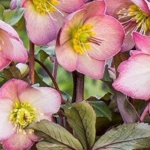 Hellebore Cheryl's Shine 2 Litre