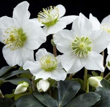 Hellebore Christmas Carol 10.5cm