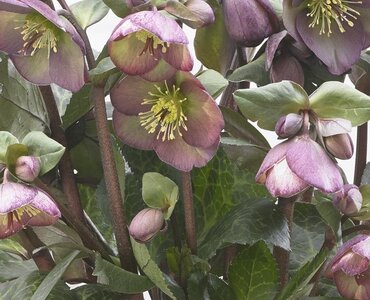 Hellebore Danna's Dulcet 2 Litre