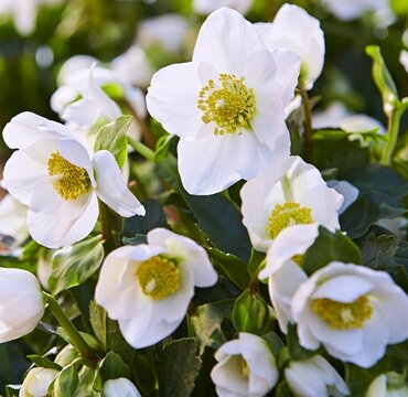 Hellebore Diva 2 Litre