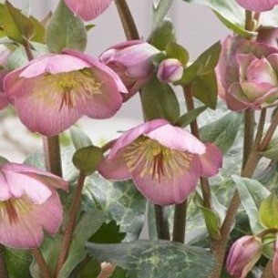 Hellebore Dorothy's Dawn 2 Litre