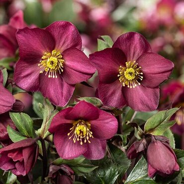 Hellebore Early Red 10.5cm