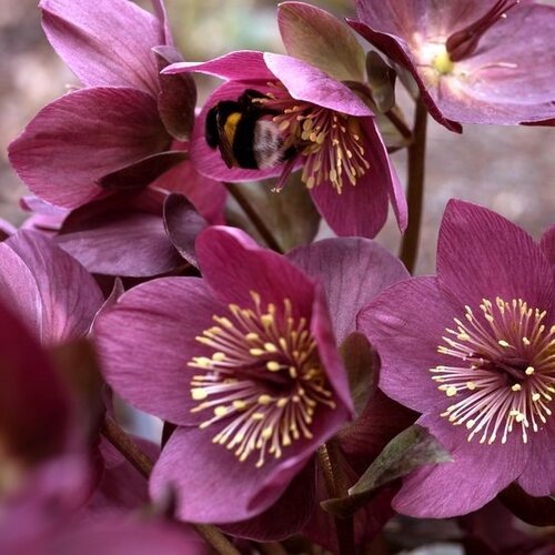 Hellebore Early Red 4.5 Litre