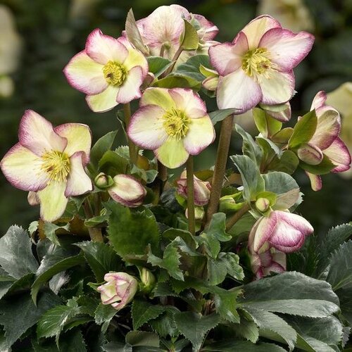 Hellebore Frosted Rose 4.5 litre