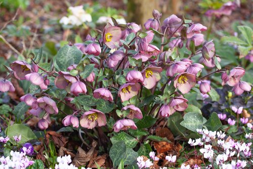 Hellebore Frostkiss Cosmio 2 Litre