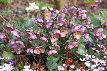 Hellebore Frostkiss Cosmio 2 Litre