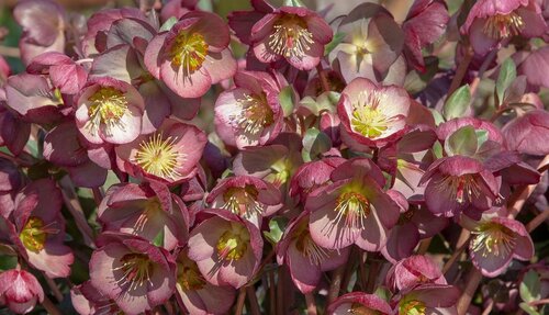 Hellebore Frostkiss Elemental 2 Litre