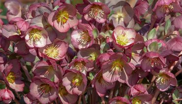 Hellebore Frostkiss Elemental 2 Litre