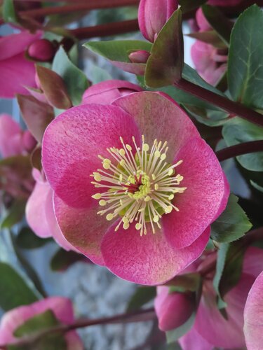 Hellebore Frostkiss Rhythm 2 Litre