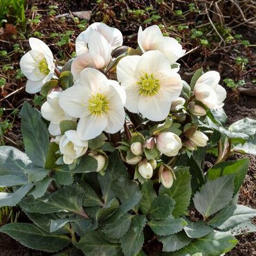 Hellebore Frosty 2 Litre