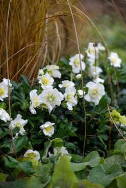 Hellebore Heavenly 2 Litre