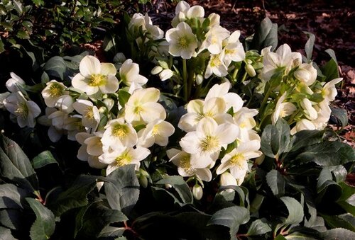 Hellebore Ice Breaker 4.5 Litre