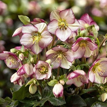 Hellebore Ice Breaker Bonny 2 Litre
