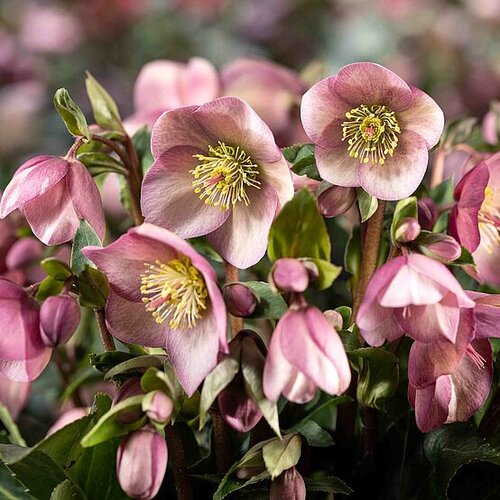 Hellebore Ice Breaker Rosy 2 Litre