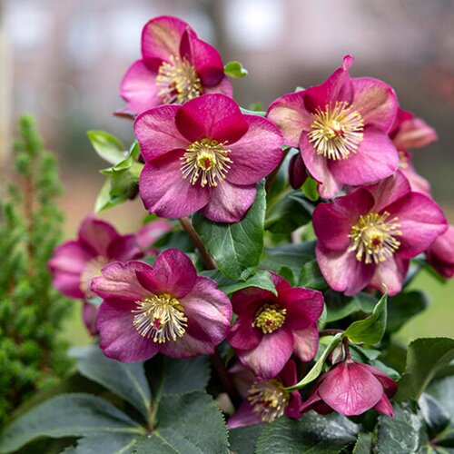 Hellebore Ice Breaker Ruby 4.5 Litre