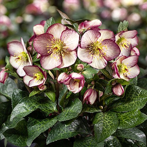 Hellebore Ice N Rose Macy Marble 2 Litre