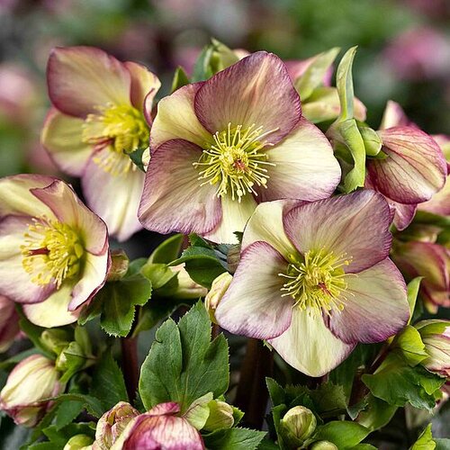 Hellebore Ice N Rose Purple Sunrise 2 Litre