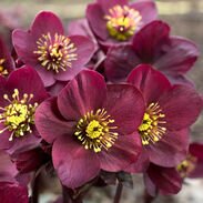 Hellebore Ice N Roses Amarela 4.5 Litre