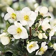 Hellebore Ice N Roses Ivory Blush 2 Litre
