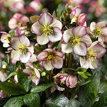 Hellebore Ice N Roses Maddy Marble 4.5 Litre