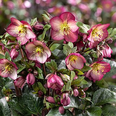 Hellebore Ice N Roses Mary Marble 2 Litre
