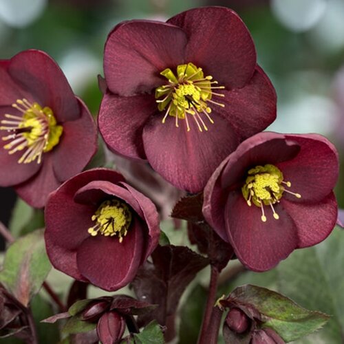 Hellebore Ice N Roses Merlot 4.5 Litre