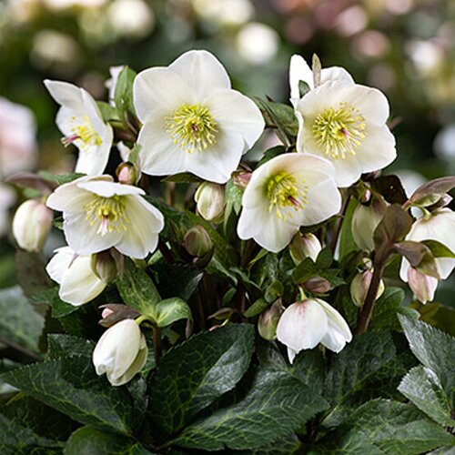 Hellebore Ice N Roses Mia Marble 2 Litre