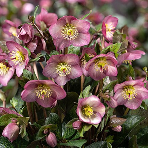 Hellebore Ice N Roses Mindy Marble 2 Litre