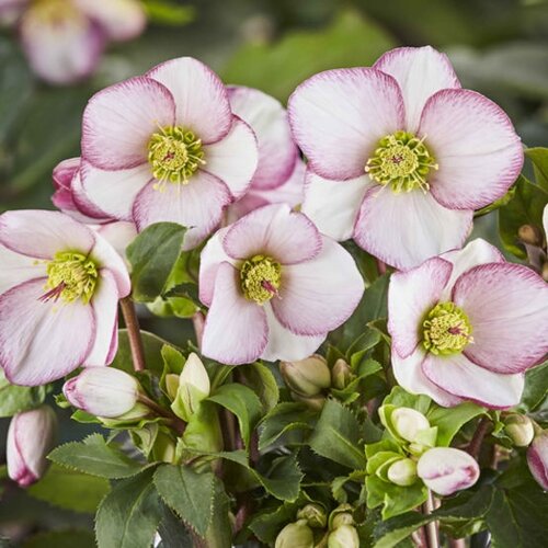 Hellebore Ice N Roses Picotee 4.5 Litre