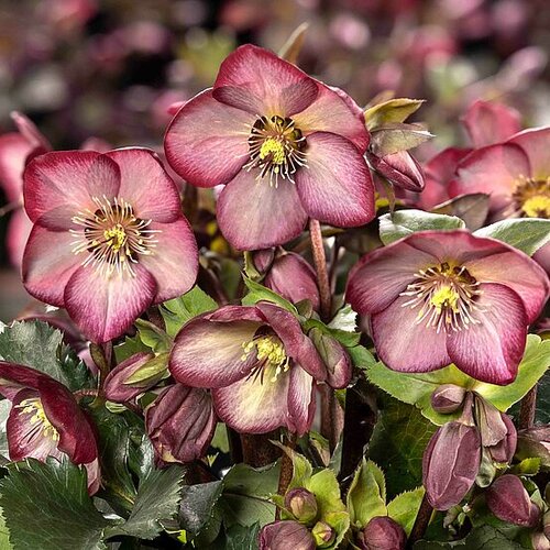 Hellebore Ice N Roses Wild Berry 2 Litre