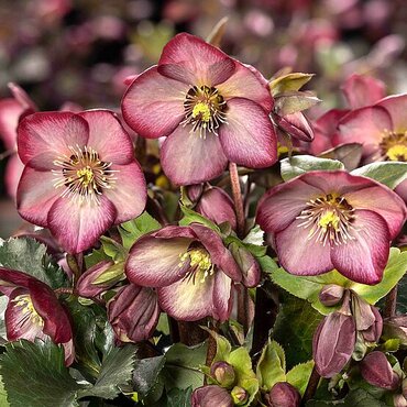 Hellebore Ice N Roses Wild Berry 2 Litre