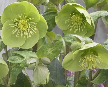 Hellebore Illumi Lime 2 Litre