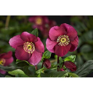 Hellebore Leona 2 Litre