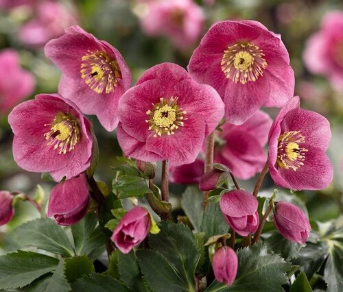 Hellebore Liah 2 Litre