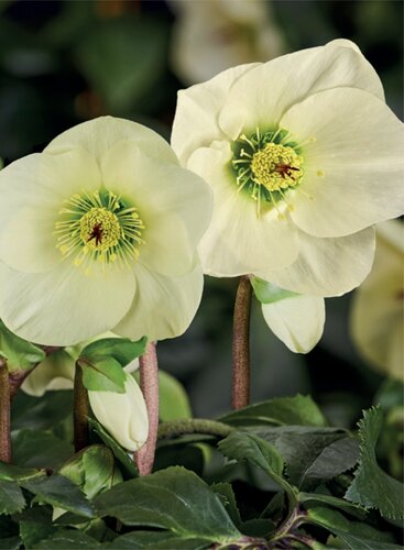 Hellebore Linda 2 Litre